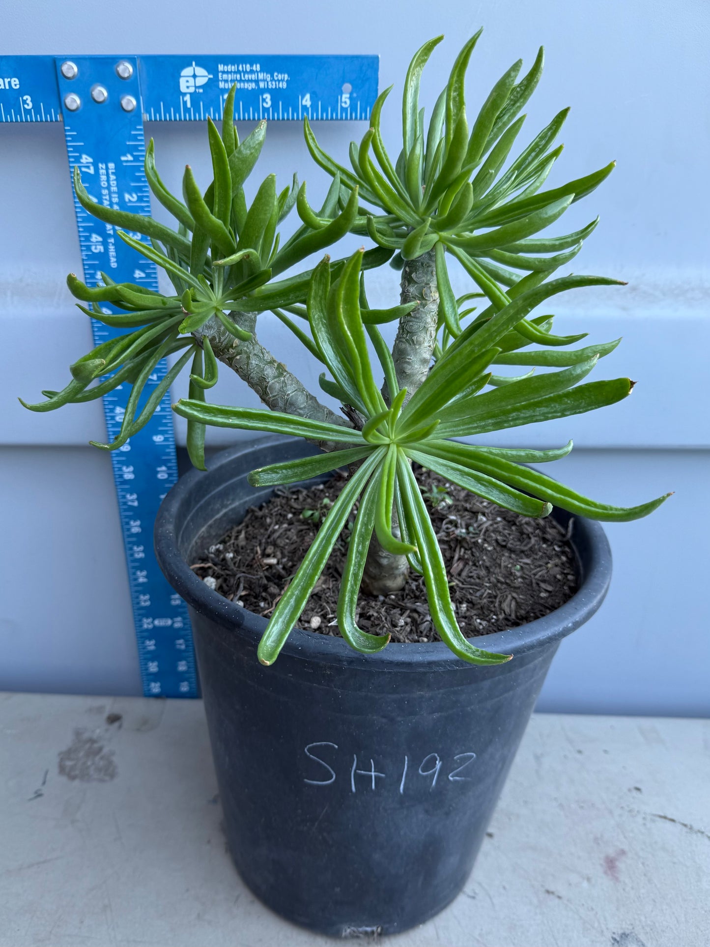 5gal Tylecodon dinteri SH192