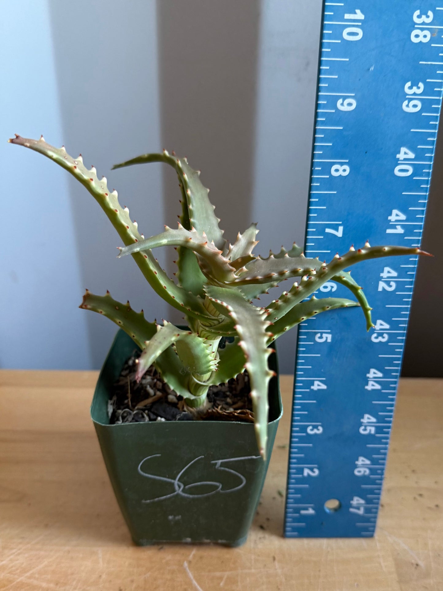 4-inch Crocodile Aloe S65
