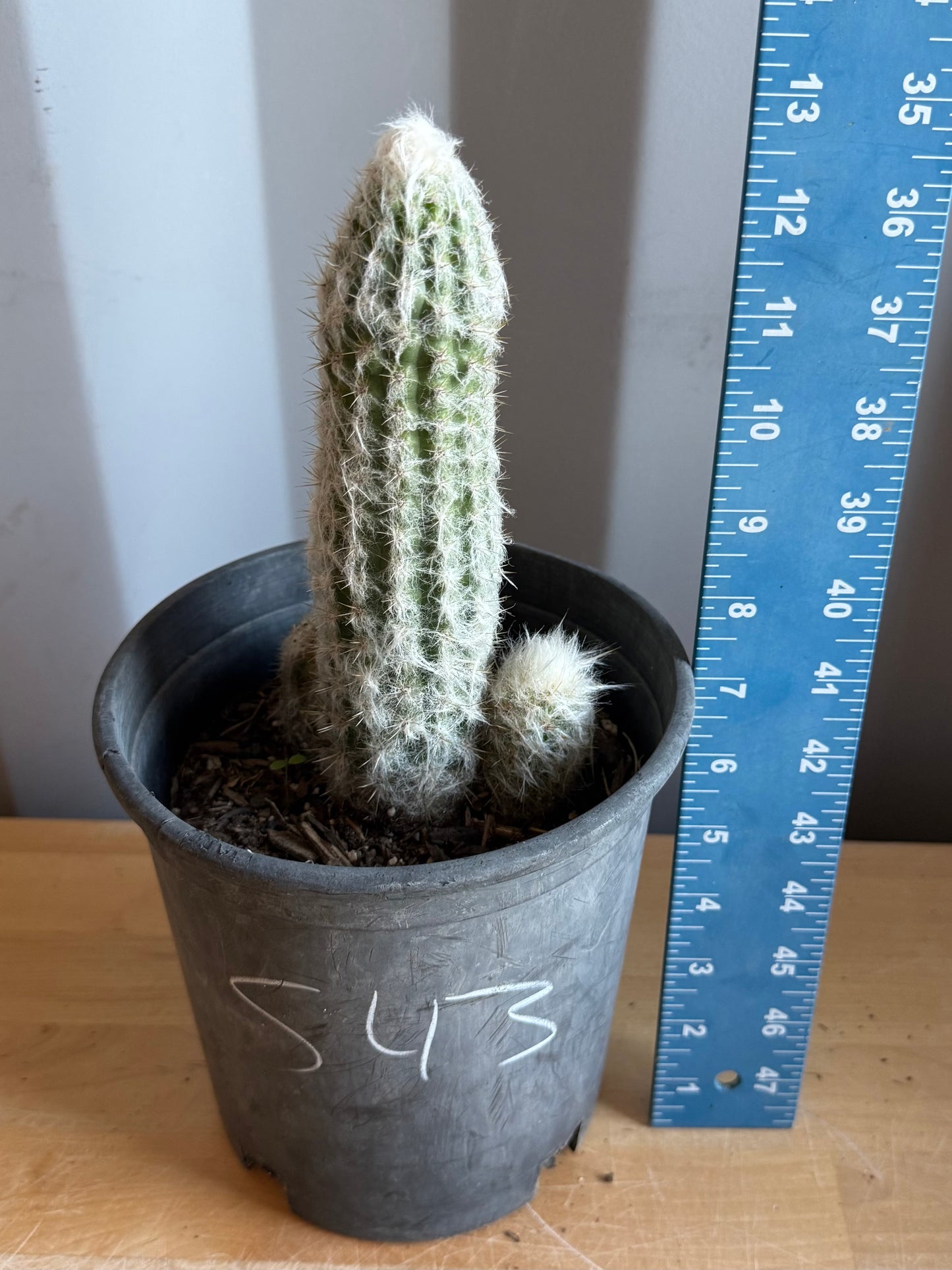Old Man of the Andes | Oreocereus doelzianus S43