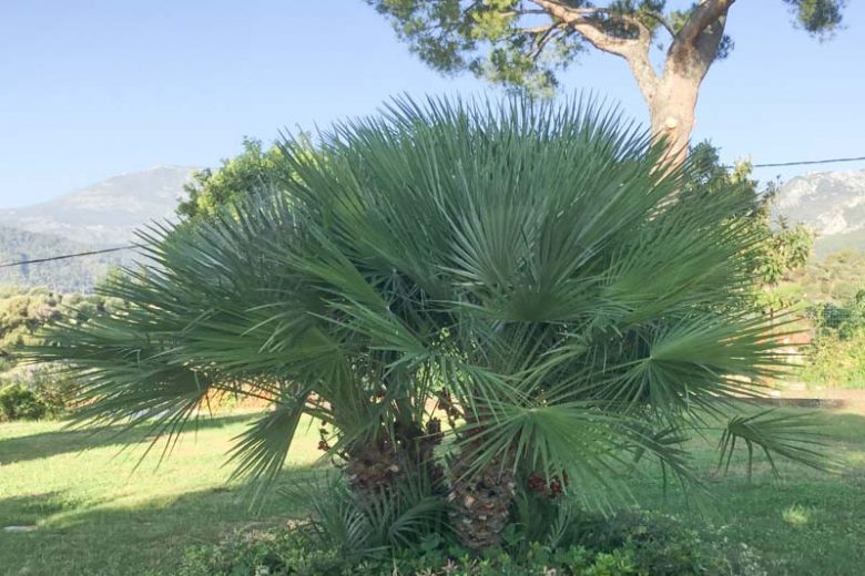 Chamaerops humilis 3g