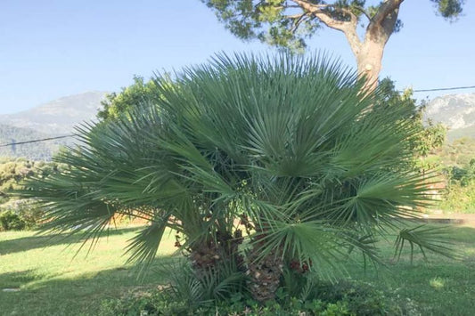 Chamaerops humilis 3g