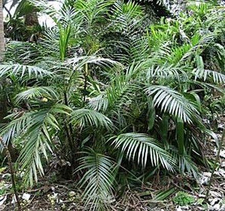 Chamaedorea hooperiana 3g