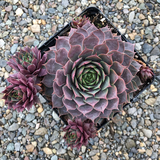 Sempervivum 'Berry Blues' 4in