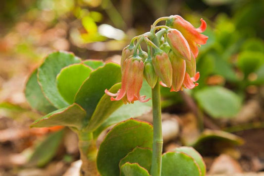 Cotyledon orbiculata var. macrantha 6in