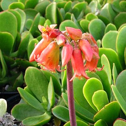 Cotyledon orbiculata var. macrantha 6in