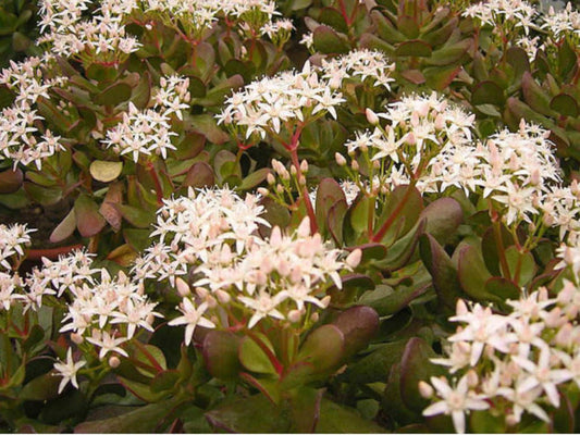 Crassula ovata 'Minima' 6in