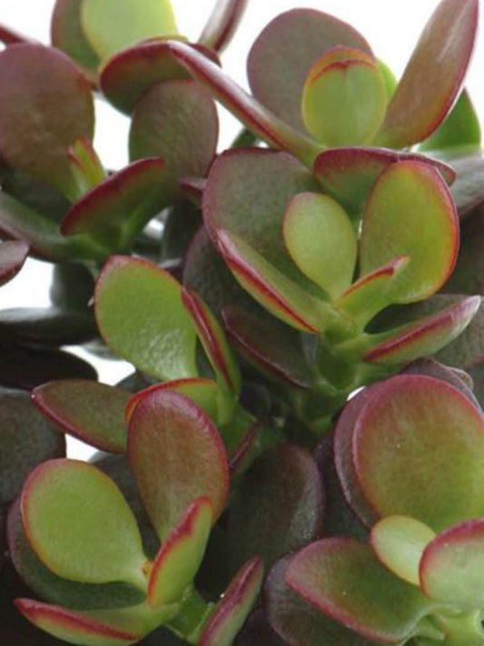 Crassula ovata 'Minima' 4in