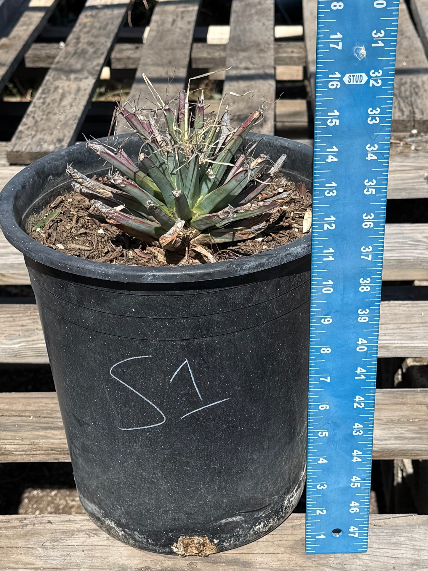 Leuchtenbergia principis S1 | Agave Cactus