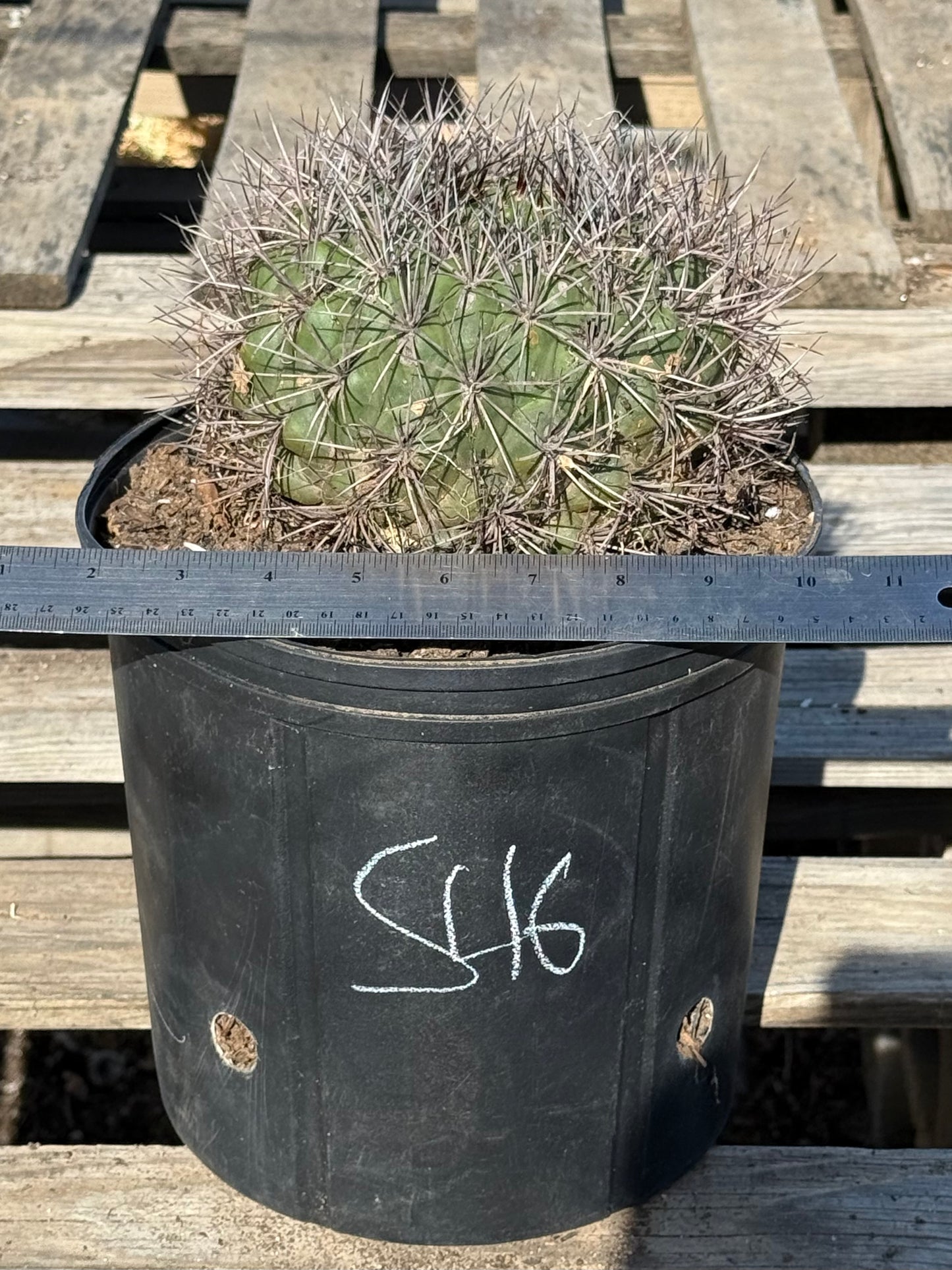 Gymnocalycium saglionis | Giant Chin Cactus S46