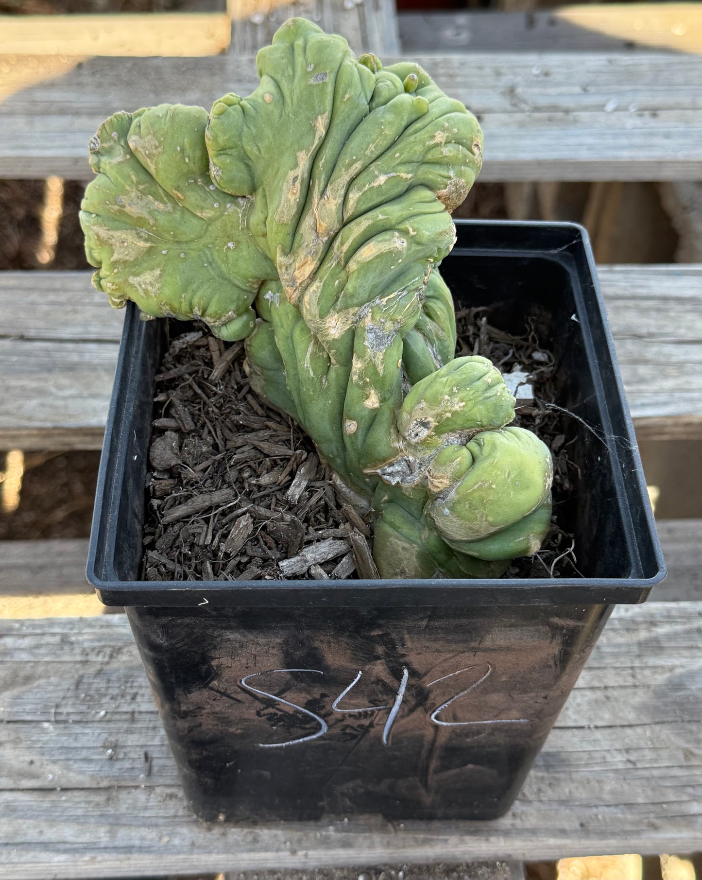 Crested Monstrose Cactus S42