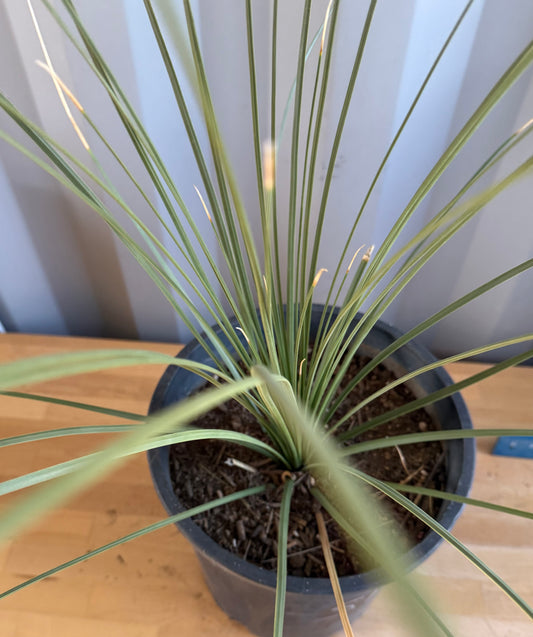 5gal Mexican Grass SH38 | Dasylirion longissimum