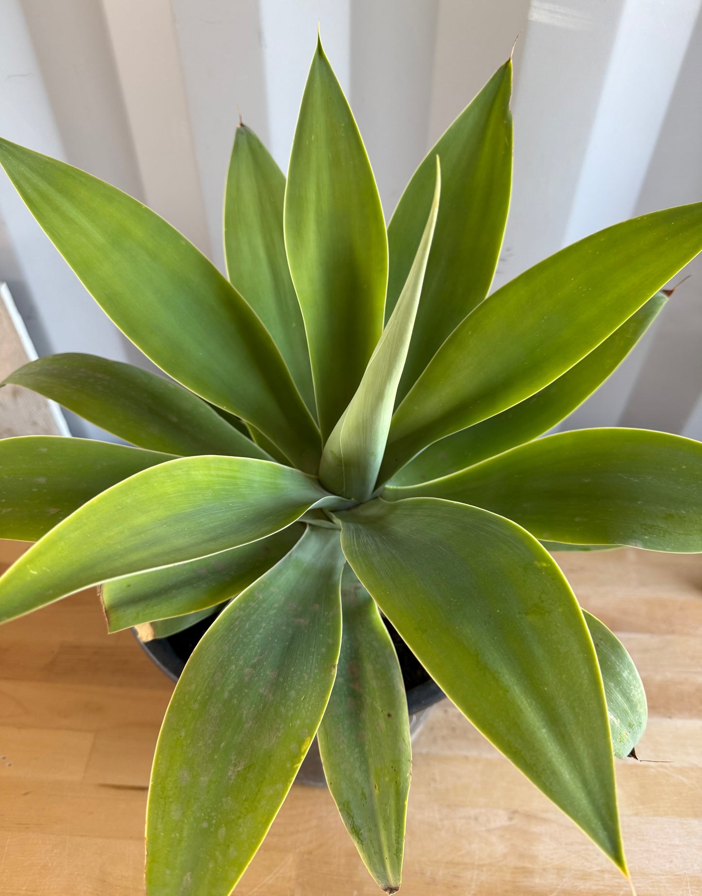 Foxtail Agave SH43 | Agave attenuata