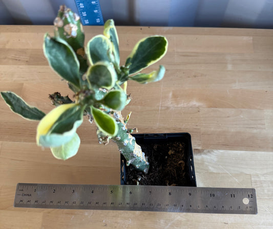 Euphorbia neriifolia variegata SH43 | Euphorbia Neriifolia Variegated