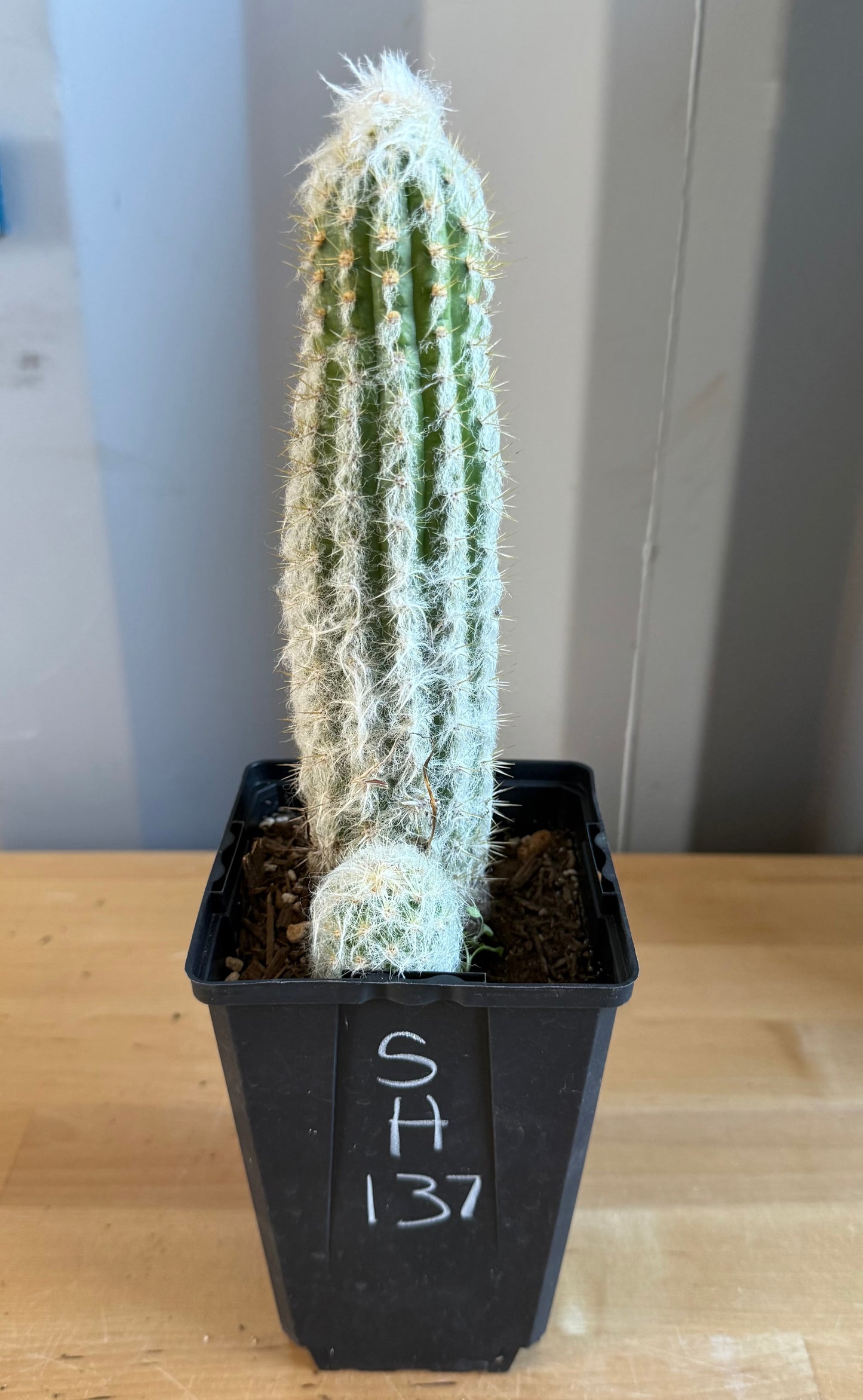 Old Man of the Andes | Oreocereus doelzianus SH137