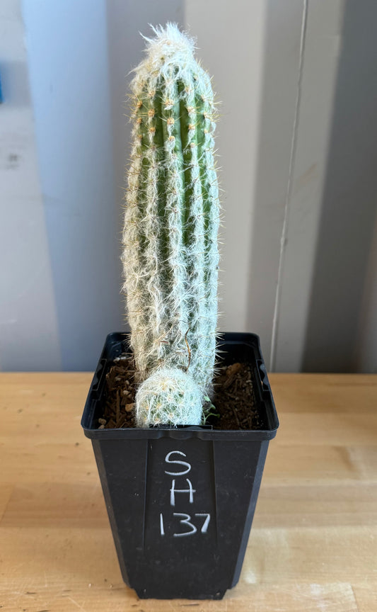 Old Man of the Andes | Oreocereus doelzianus SH137