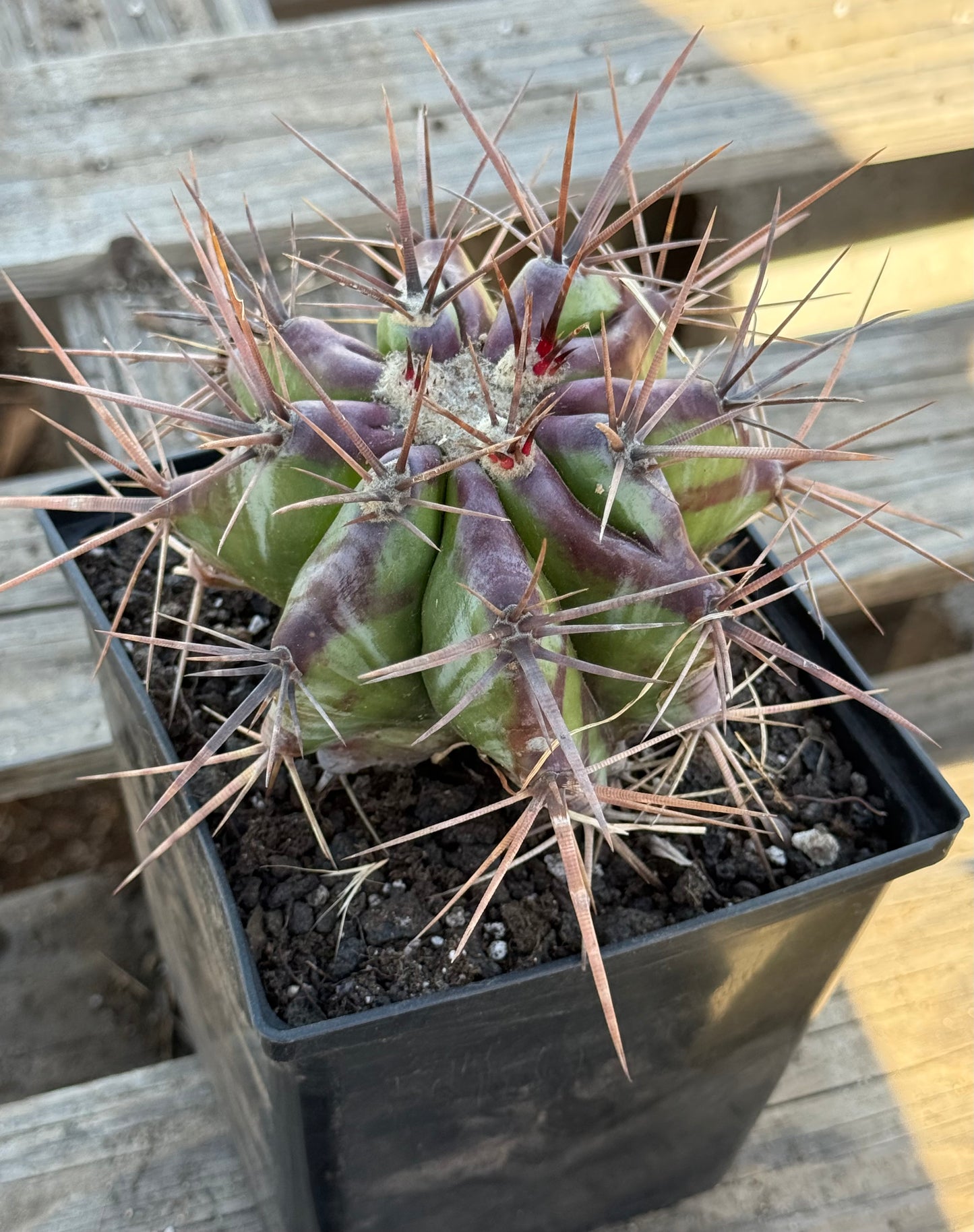 Echinocactus ingens var. grandis S41 | Echinocactus platyacanthus var. grandis