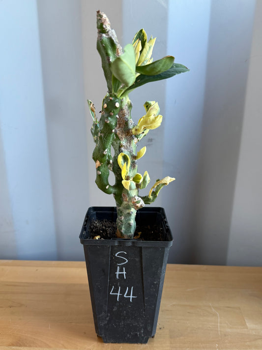 Euphorbia neriifolia variegata SH44 | Euphorbia Neriifolia Variegated