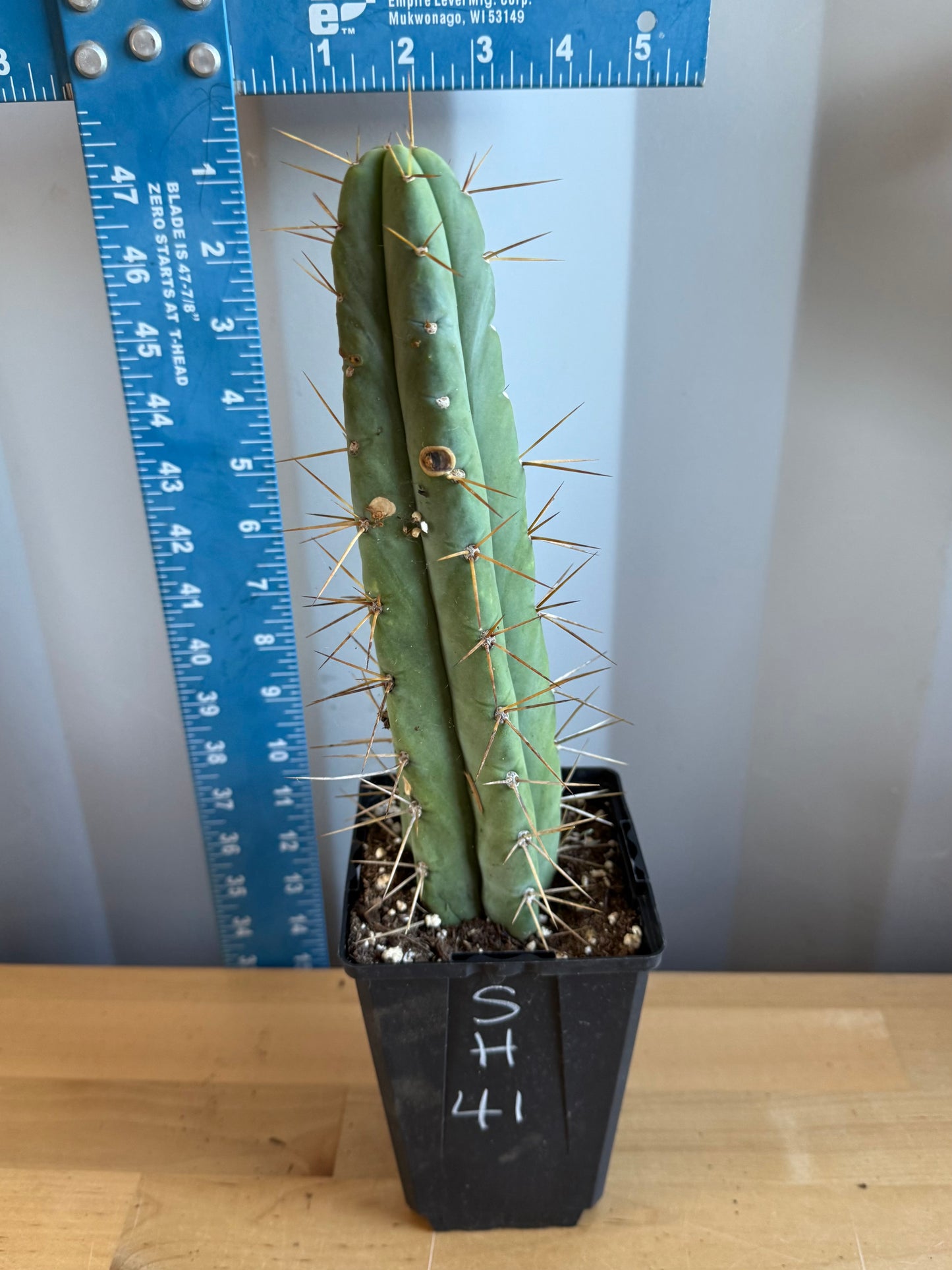 Landscape Monstrose Cactus SH41