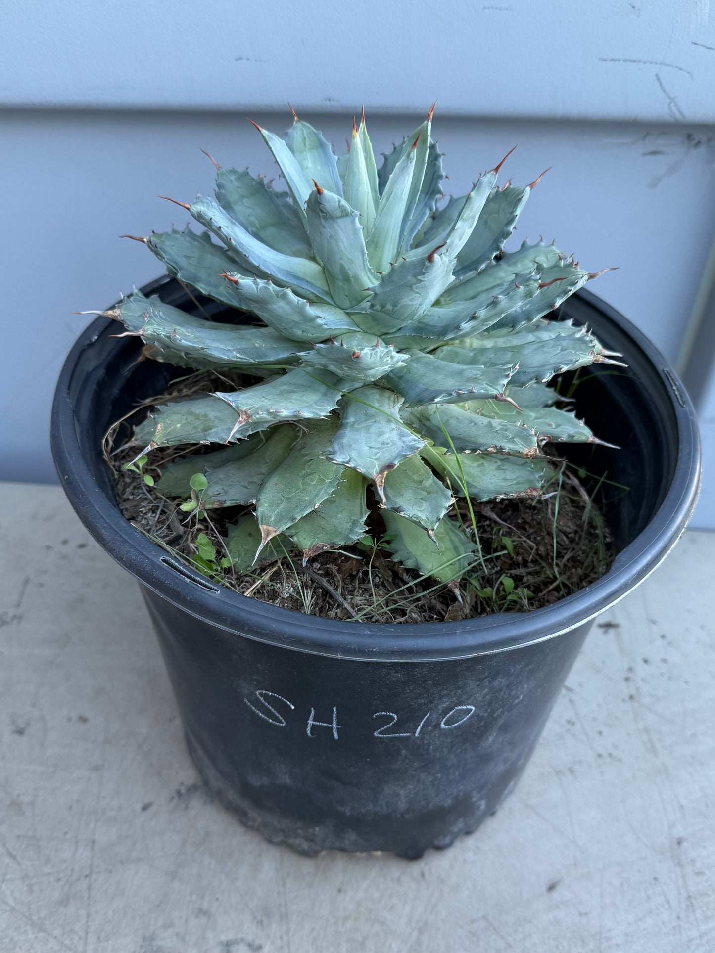 Agave isthmensis 'Becky' SH210 | Becky's Century Plant