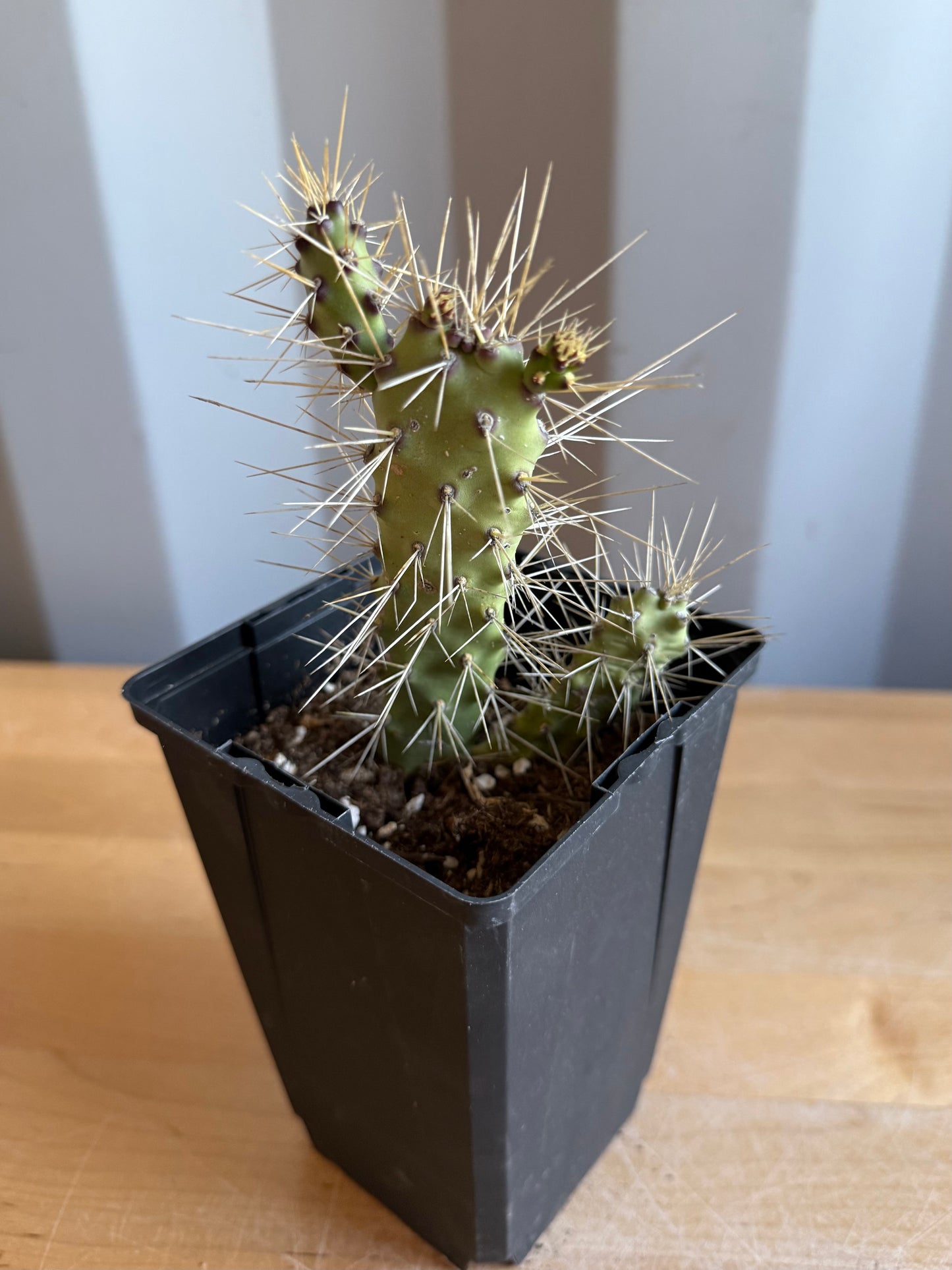 4-inch Opuntia Cactus S66