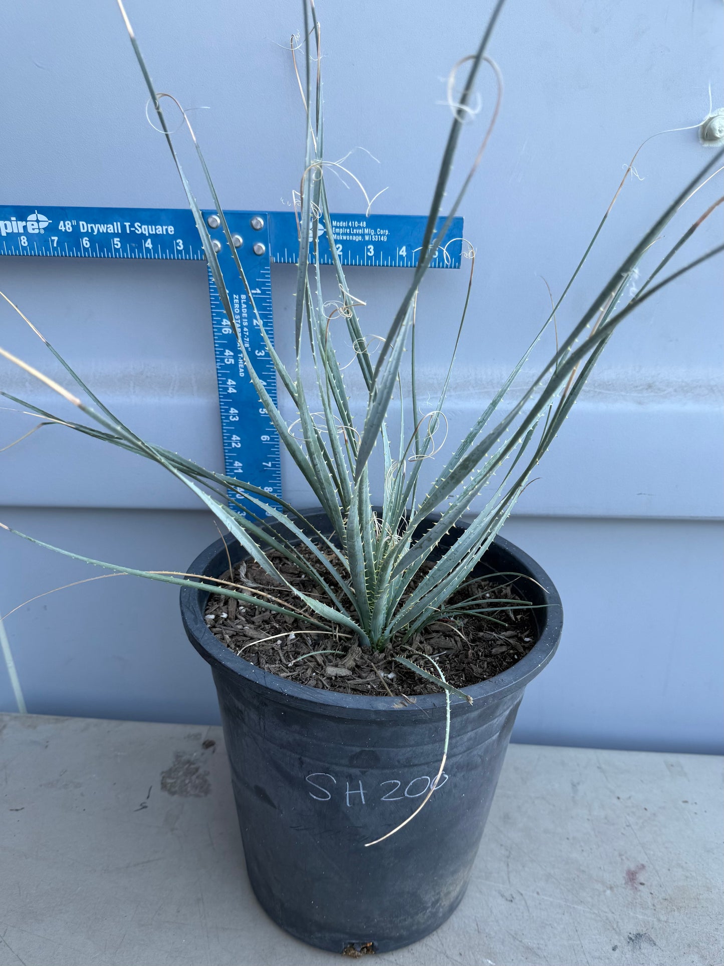 5gal Desert Spoon SH200 | Dasylirion wheeleri