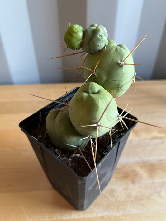 4-inch Monstrose Cactus S24