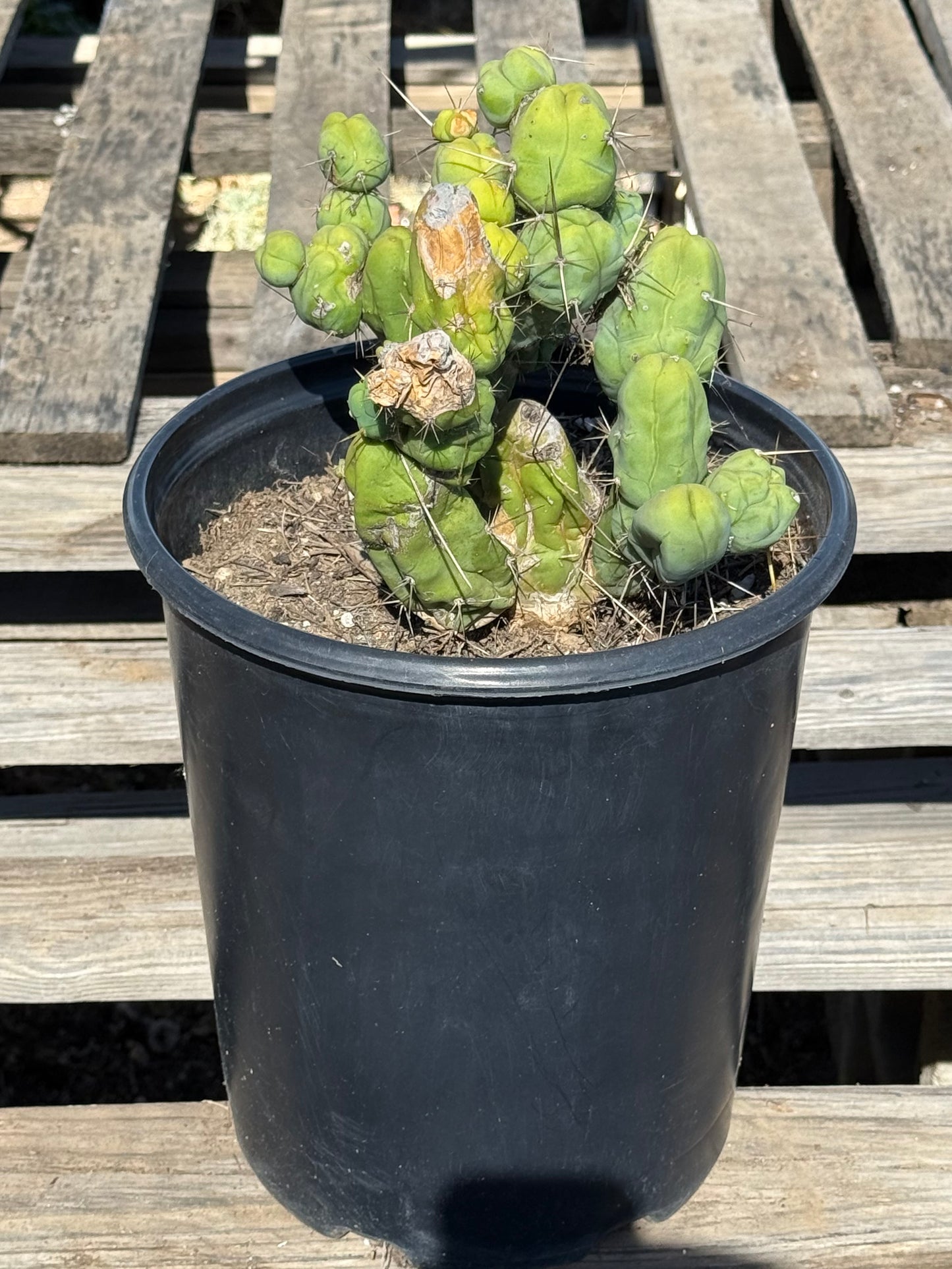 Monstrose Cactus S12