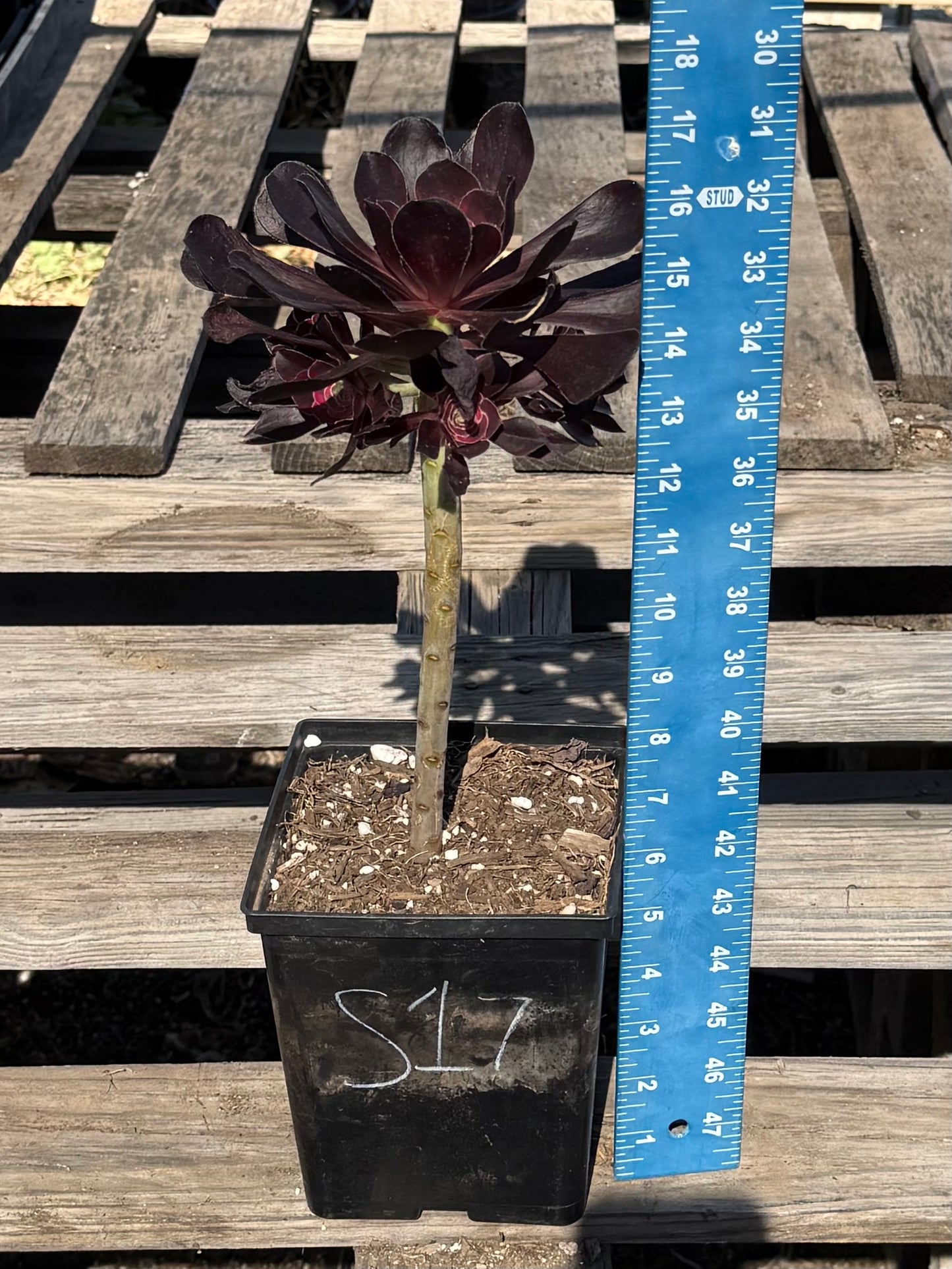 Aeonium arboreum 'Zwartkop' S17 | Black Rose Aeonium