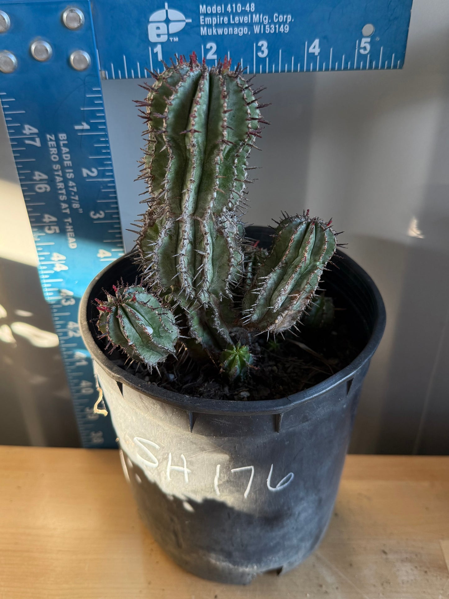 Euphorbia horrida var. noorsveldensis SH176