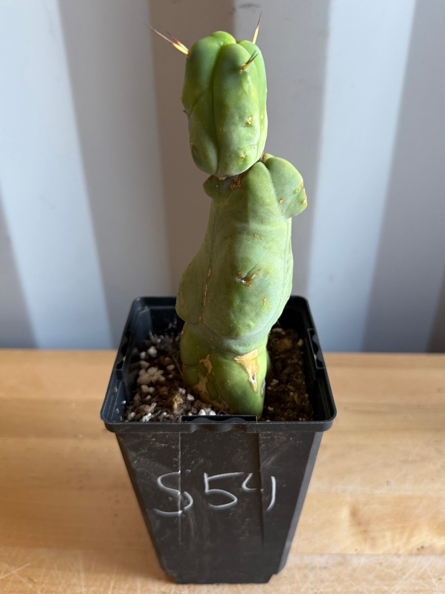 4-inch Monstrose Cactus S54