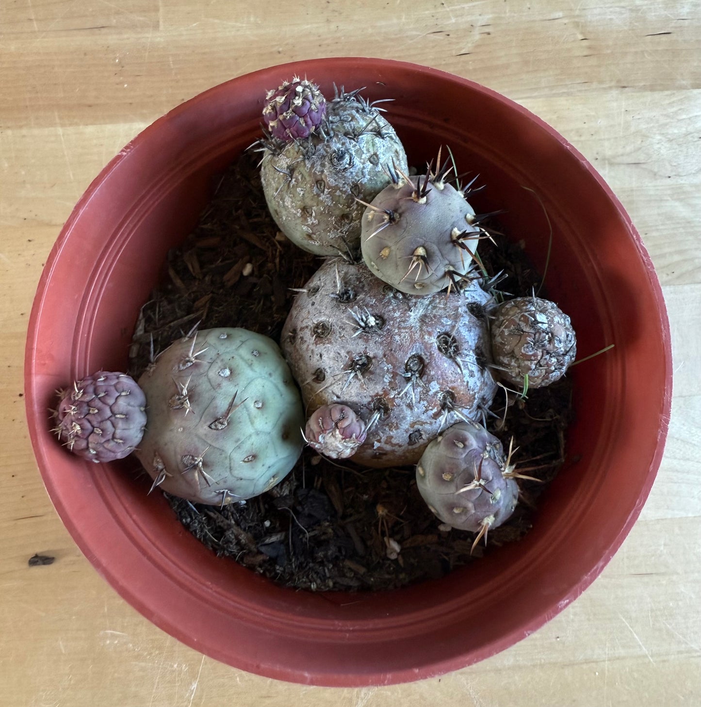 Tephrocactus Geometricus SH103