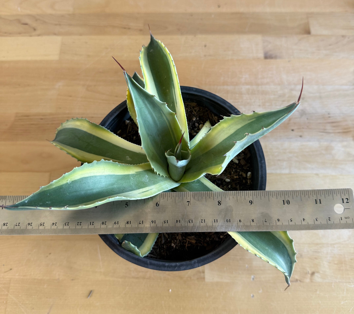 Orca Variegated Whale's Tongue Agave SH4 | Agave ovatifolia 'Orca' variegata