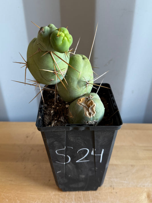 4-inch Monstrose Cactus S24