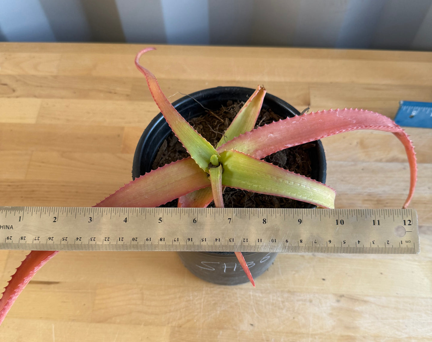 1gal Aloe vanbalenii