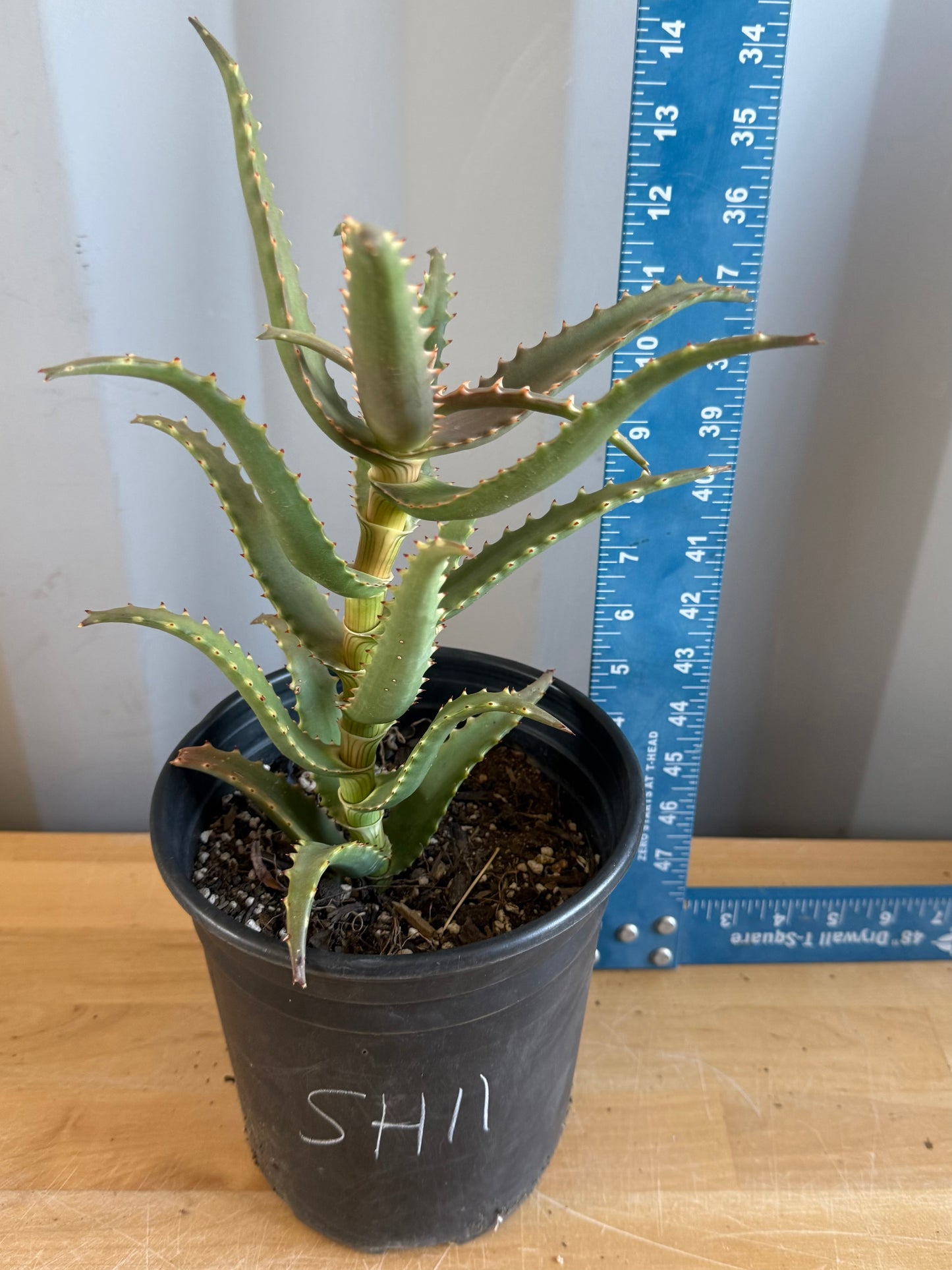 1gal Crocodile Aloe SH11