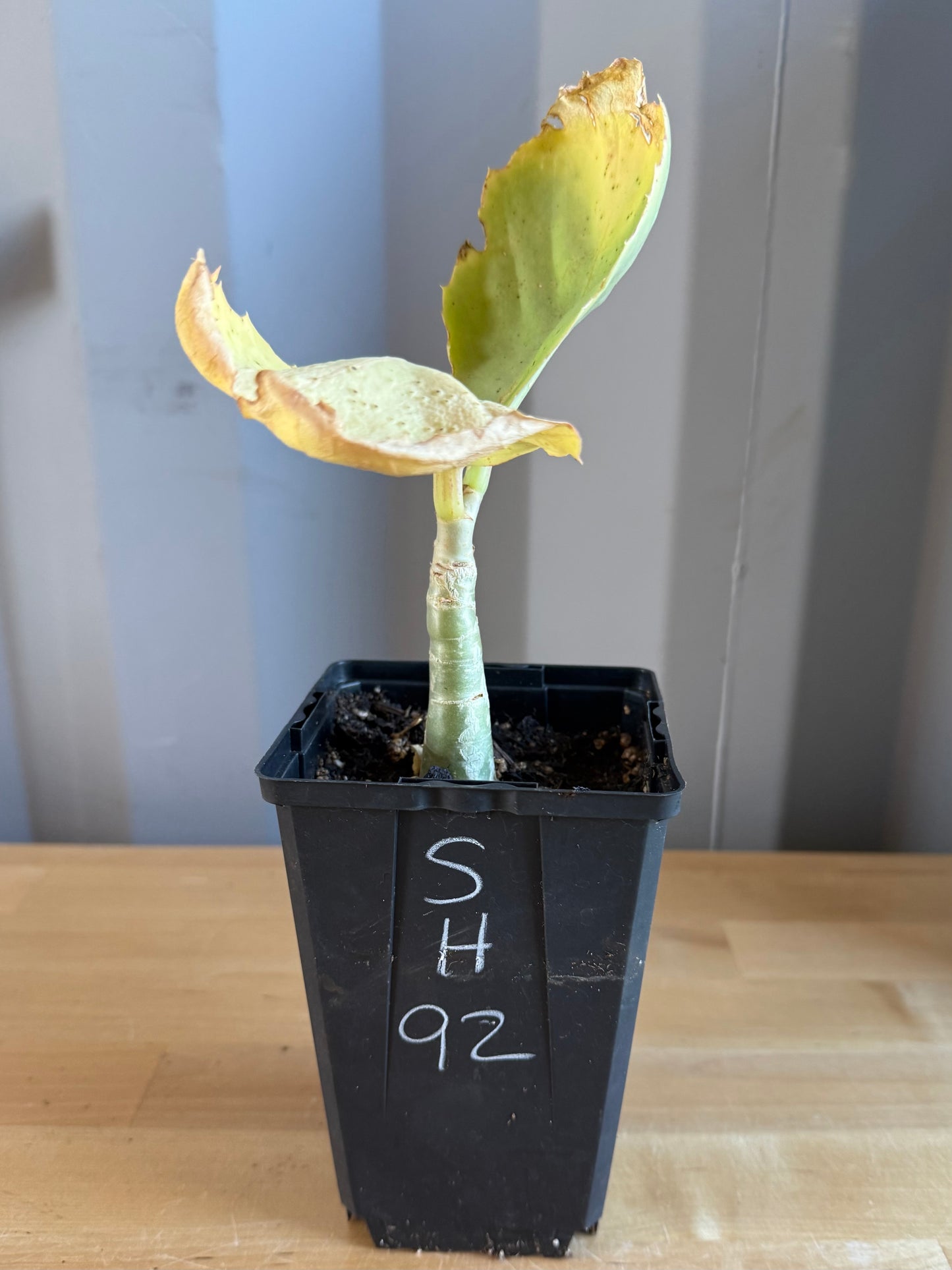 4-inch Cyphostemma cirrhosum SH92