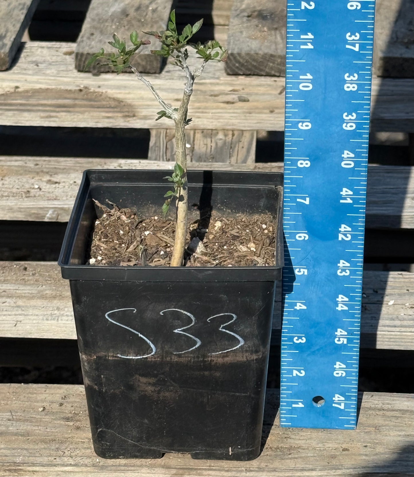 4in. Bursera fagaroides S33
