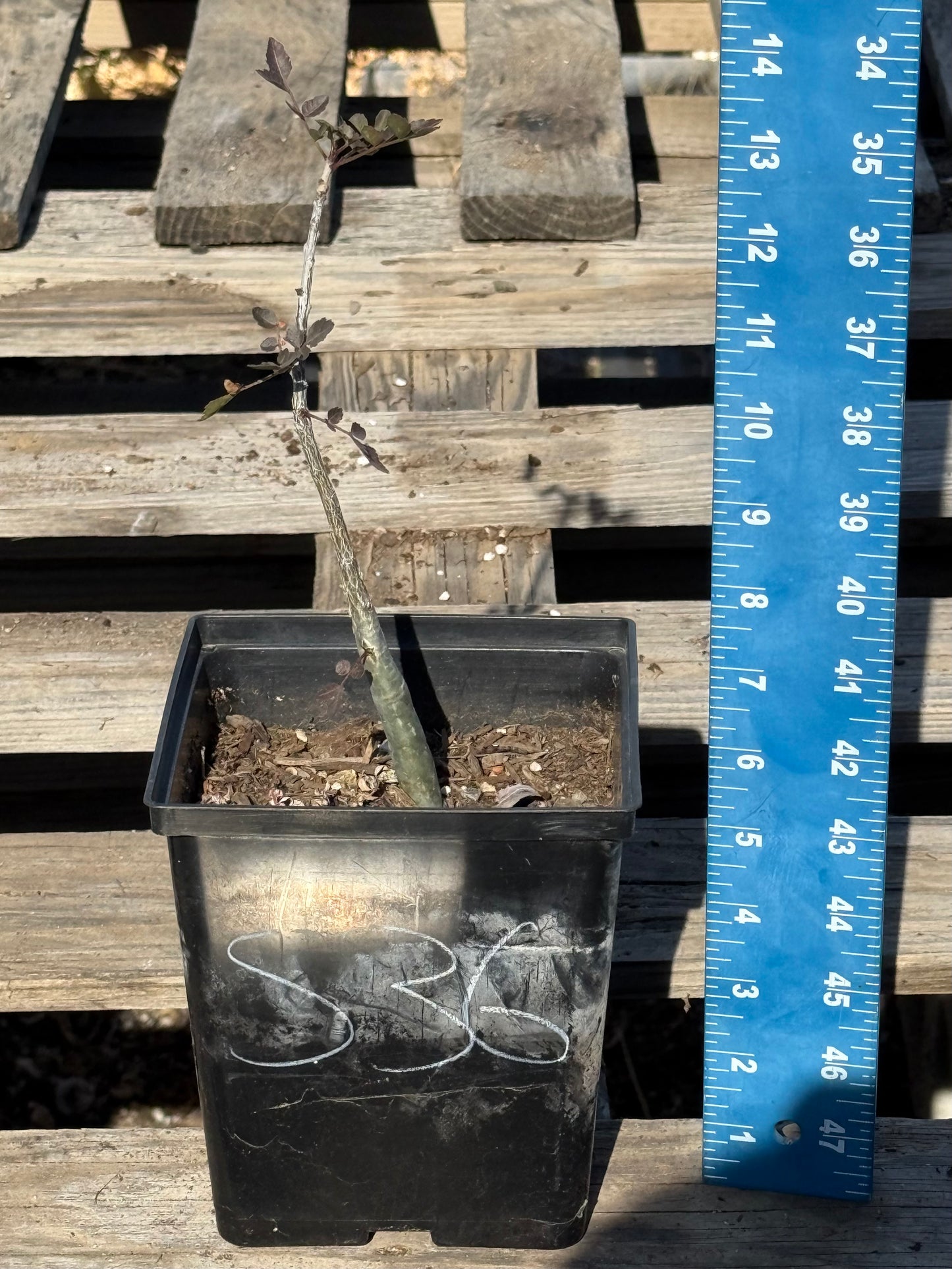 4in. Bursera fagaroides S36