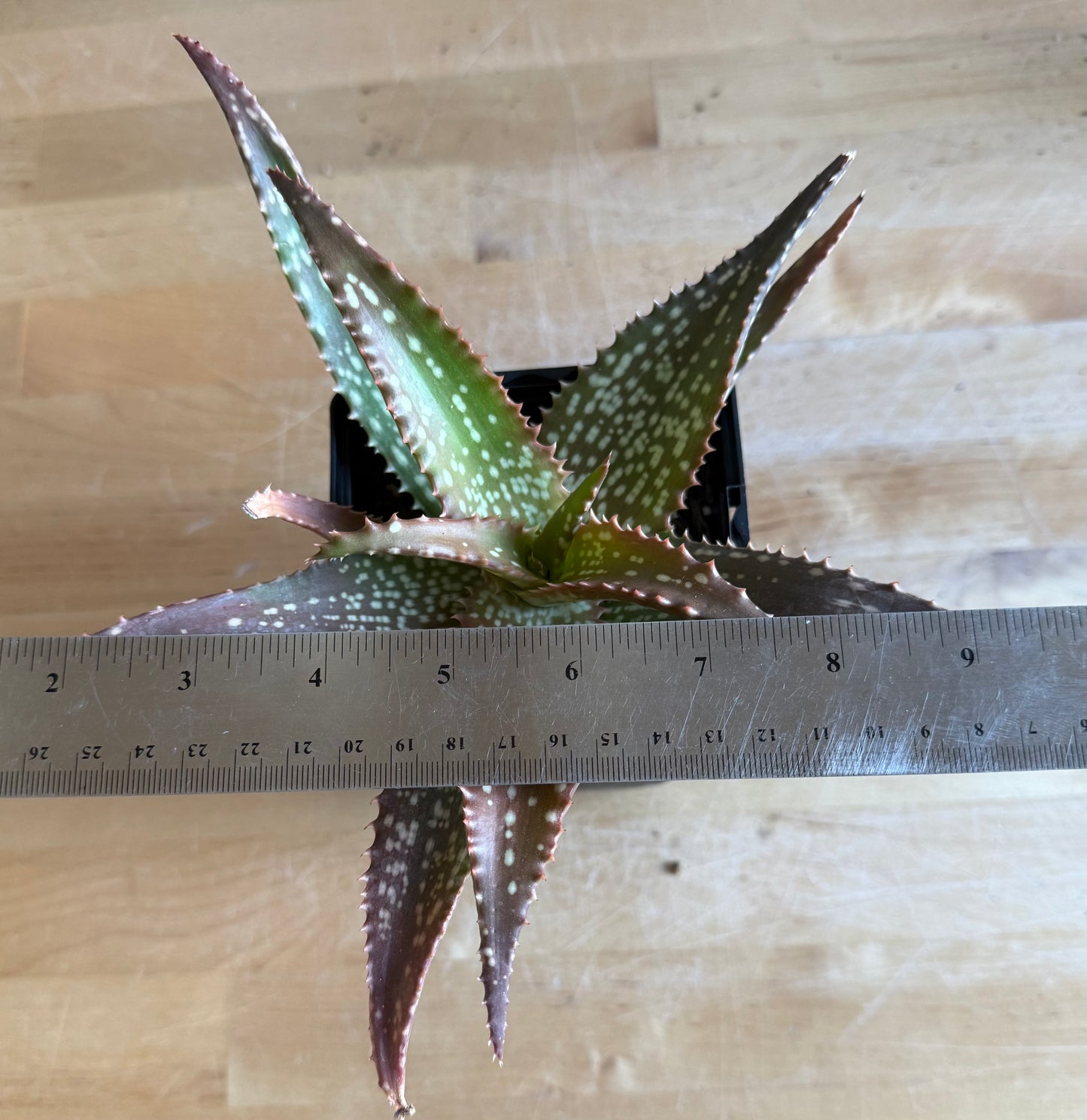 4-inch Aloe 'Cynthia Giddy' S59