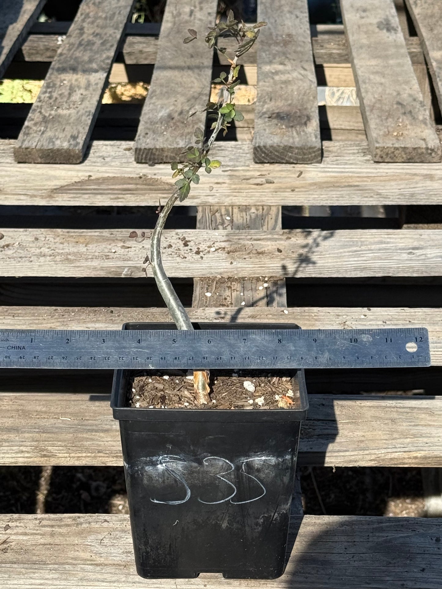 4in. Bursera fagaroides S35