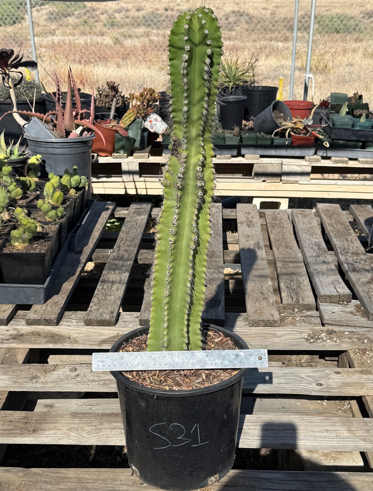 Neobuxbaumia euphorbioides S31 | Cephalocereus euphorbioides