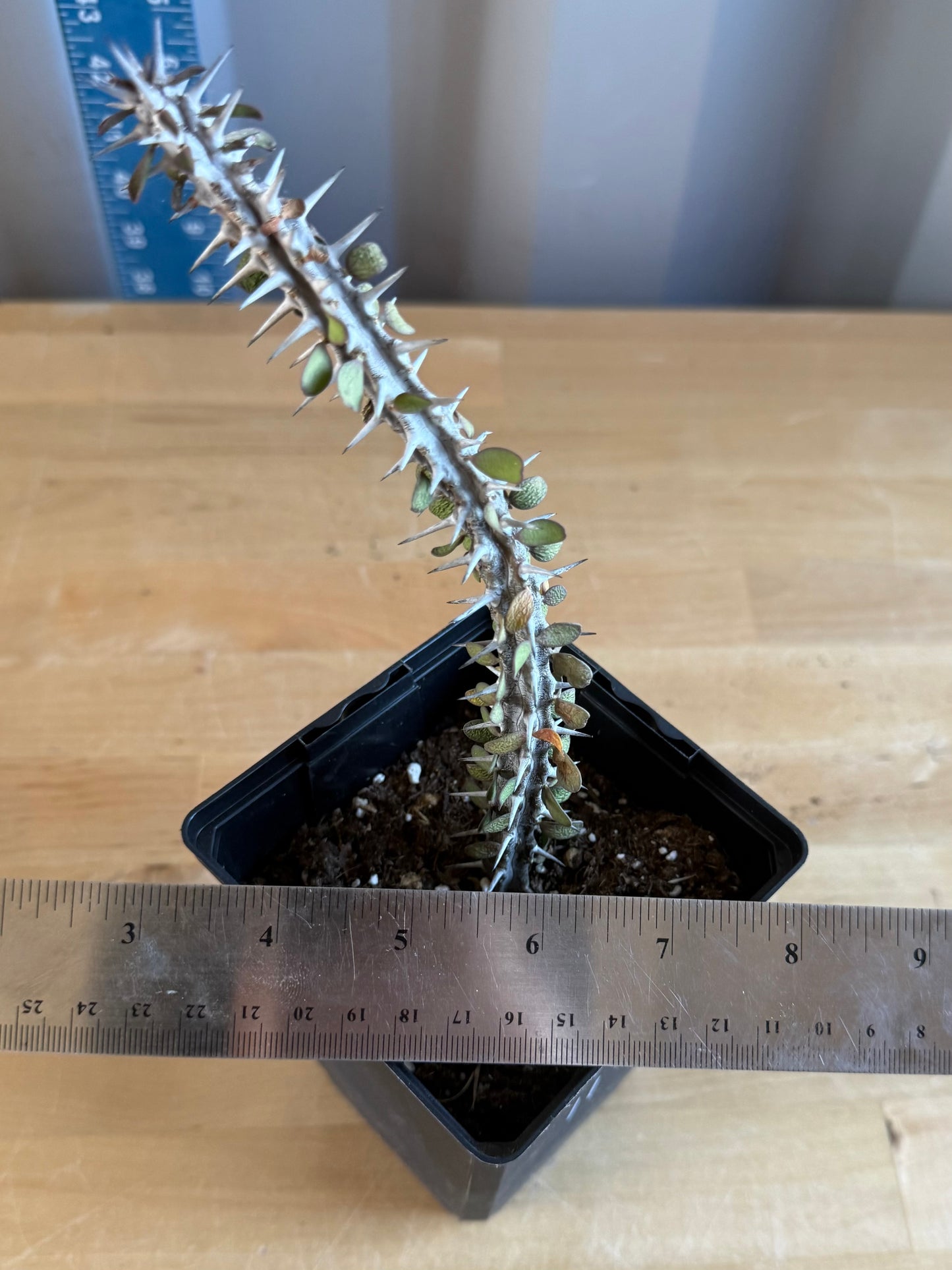 Madagascar Ocotillo SH112 | Alluaudia procera