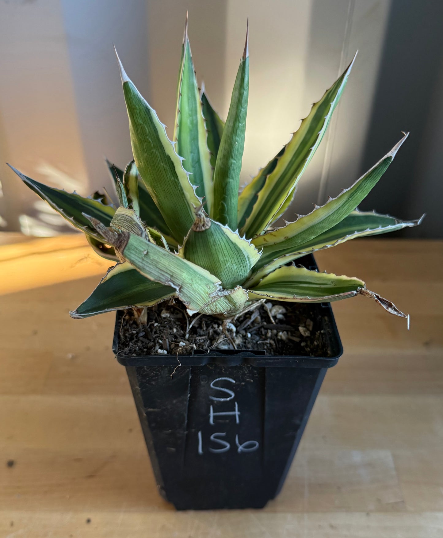 Agave ‘Quadricolor’ SH156 | Variegated Century Plant