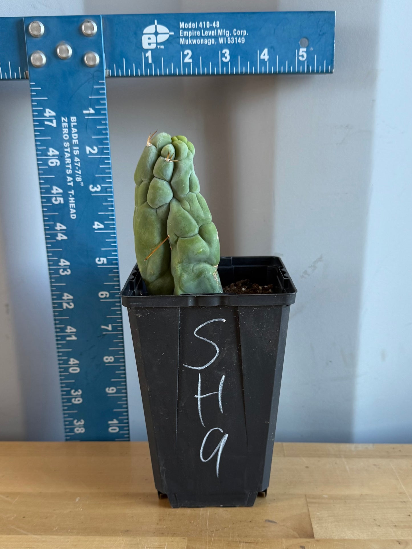 Bruce’s Dragon Cactus SH9