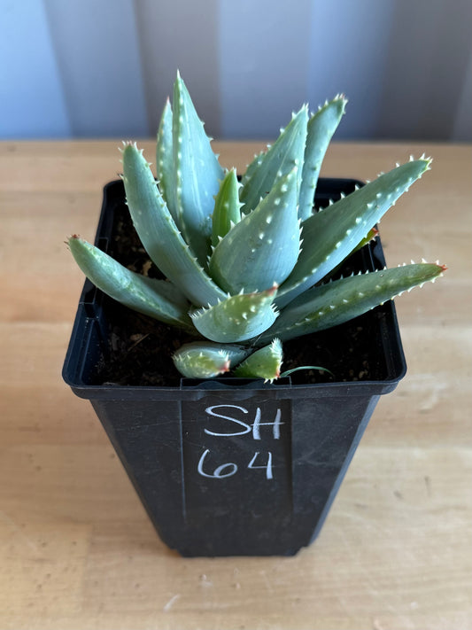 4-inch Variegated Aloe brevifolia SH64