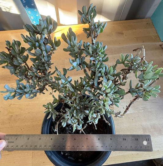 5gal Rare Ice Plant Shrub