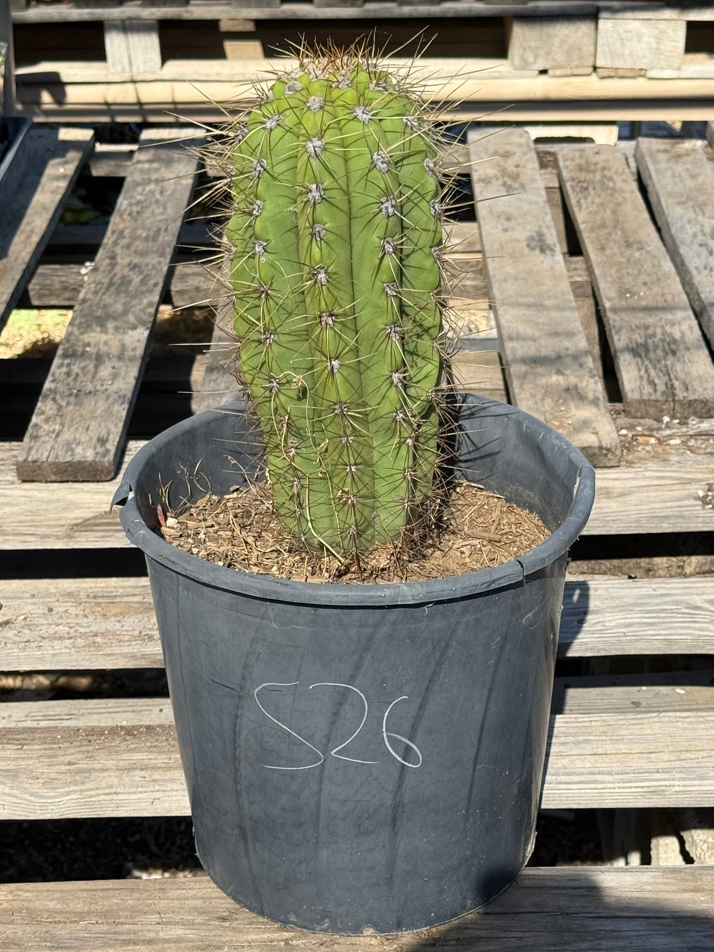 Echinopsis terscheckii S26