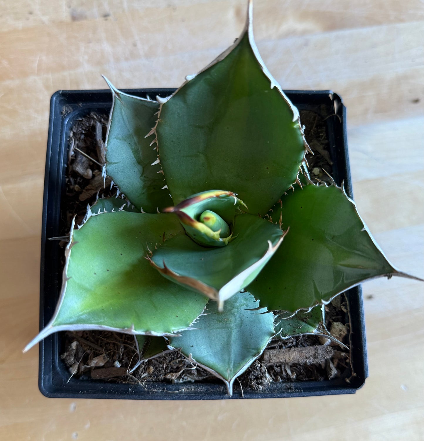 Agave titanota S21