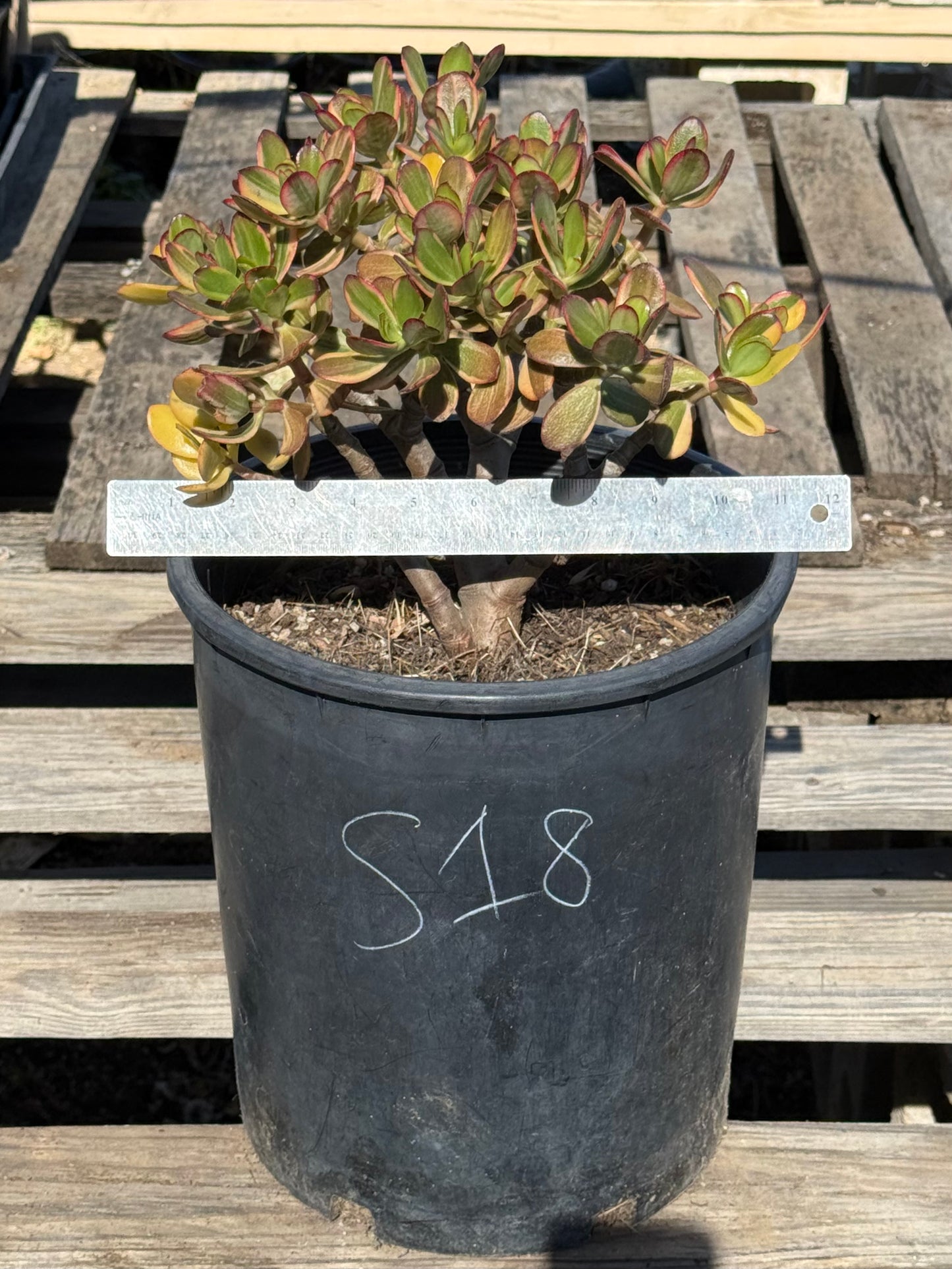 Lemon Lime Jade S18 | Crassula ovata 'Lemon & Lime'