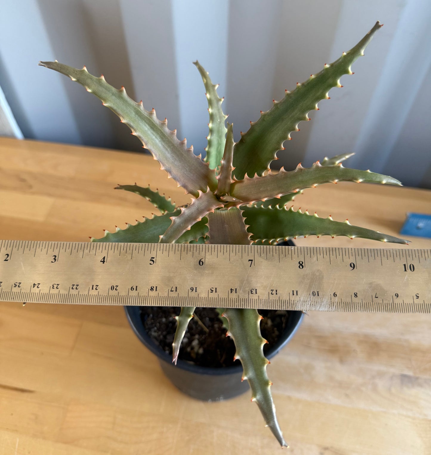 1gal Crocodile Aloe SH11